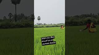 #ytshorts #farming #agri #agriculture #youtubeshorts మెషిన్ నాటు వేసిన పొలంలో 2వ దశ యూరియా వేయడం