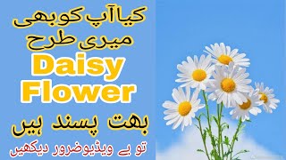 How to agrow Daisy With Seeds|Daisy winter  Flower Plant| how to grow care and tips