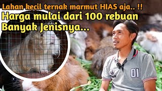 Marmut Hias ⁉️ Biaya pakan NOL rupiah✅ Dari Hobi menjadi Profesi‼️