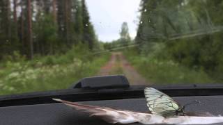 An Unthankful Rescued  Butterfly Taking a Car Ride