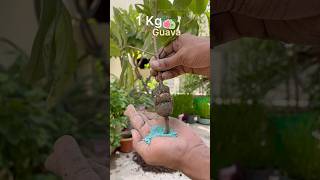 Free Ka Guava Plants #youtube #guava #fruit