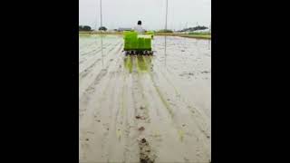 Japan Rice Planting #shorts  #japan