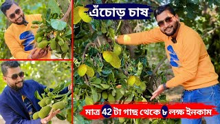 এঁচোড় চাষ, মাত্র ৪২ টাকা গাছ থেকে ৮ লক্ষ টাকা ইনকাম করছেন এই চাষী।Jackfruit farming in West Bengal.