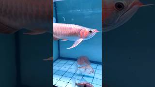 Super Red Arowana #fish #aquarium #aquariumfishtank #shorts #communitytank #diy #craft #shortvideo