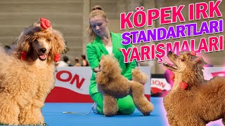 Köpek Irk Standartları Yarışmaları İle İlgili Merak Edilenler