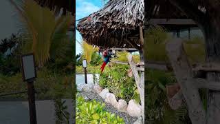 Parrot playing in Puerto Plata, Dominican Republic #shorts