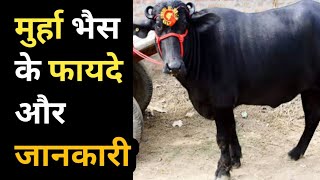 Murha bhais ki sabhi jankari । मुर्हा भैस कि सभी जानकारी । Female cow। Female buffalo । bhais