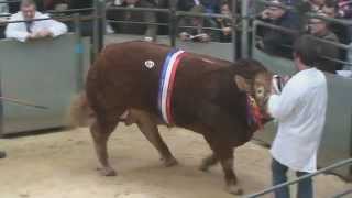 Bull fetches world record price at Carlisle auction