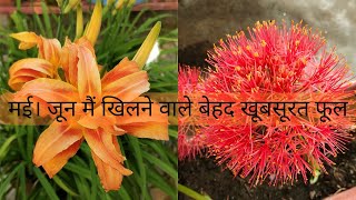 मई जून मैं खिलने वाले दो बेहद खूबसूरत फूल।Most beautiful summer/monsoon flower #lily #summerflower