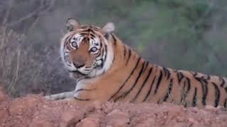 Machhli - The world famous tiger from Ranthambore