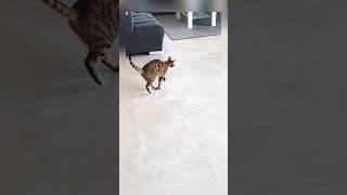 The naivety of cats is very funny // Very funny clips of cats《No. 02》