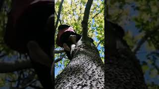 Spring Tree Climbing On Maple 🍁🇱🇹🐒 #shorts #gopro #climbing