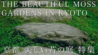 京都 美しい苔の庭園 特集｜THE BEAUTIFUL MOSS GARDENS OF KYOTO