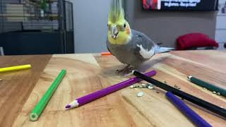 Cockatiel playing and eating