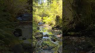 Beautiful Lane Creek, deep in the Willapa Hills. #nature #washington