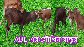 আমেরিকান ডেইরির বিভিন্ন ধরনের বাছুরের সৌখিনতায় সত্যিই অবাক