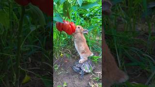 Instagram reels | cute bunny viral video #viral #randomtiktokvideos #cute #instagram