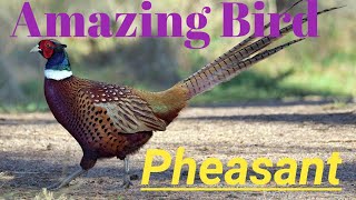 Amazing bird - Pheasant with British folk music🎶