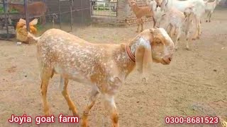 ٹاپ کوالٹی مکھی چینی بکری | pure makhi cheeni goat farm | goat farming in Pakistan @joyiaGoatFarm