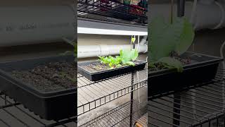 Active Grow T5 LED Grow Light Success Stories: Seed Starting