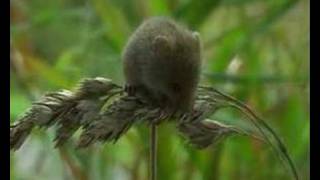 harvest mouse dvergmus micromys minutus