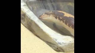 Chiku the sand boa drinking some water / 𝐑𝐞𝐩𝐭𝐢𝐥𝐞 𝐑𝐞𝐬𝐨𝐫𝐭