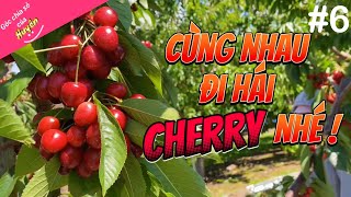 #6- Cùng nhau đi hái cherry ! Góc chia sẻ của Huyên