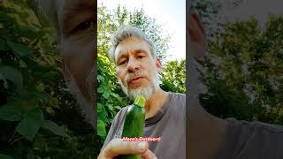 Zucchini! #outdoors #garden #gardenerlife #gardeningideas #gardening #food #farm #farming #farmer