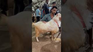 Masallha exotic bentom in Deonar bakra mandi#beauty#2024#viral_video