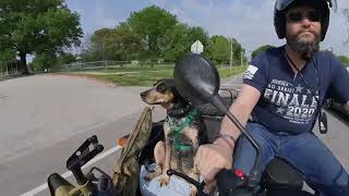 Dog in sidecar