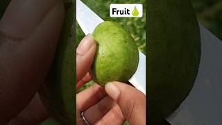 Fruit Farming 🍐🥑🍓🍑 #fruitcutting #fresh #guava #fruitfarming #organicharvesting @Food-home14G