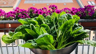 Harvesting Spinach || Urban Gardening || Grow your own food || Dedetina’s Balcony Garden 👩🏻‍🌾