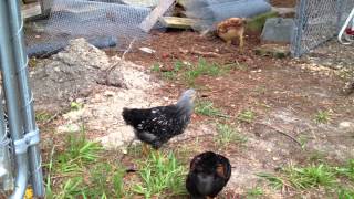 6 week old chicks first day in the yard - die Kueken duerfen das erste Mal frei rumlaufen