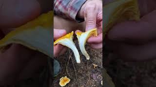 Chanterelle vs false Chanterelle Mushroom