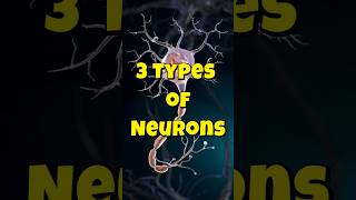 3 Types of Neurons #shorts #shortvideo #neurons  #facts #psychology