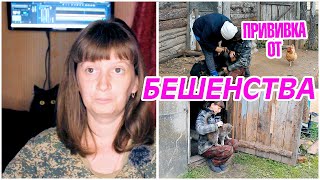 Деревенский VLOG: Поставили прививку от бешенства. 13.10 .2021