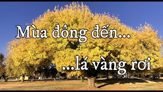 Mùa đông đến 🥶 , lá vàng rơi 🍂ngoài công viên ở Arizona | Dung Võ Vàm Cỏ