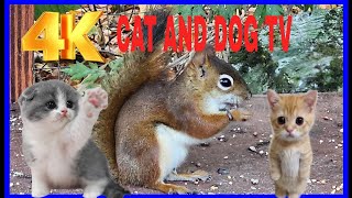 Cat TV Dog TV 4k Chipmunks , Squirrels and Birds #cattv #squirrel