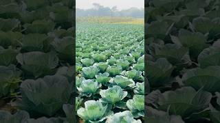 Cabbage Farm👌#shorts #cabbage #youtubeshorts #trending