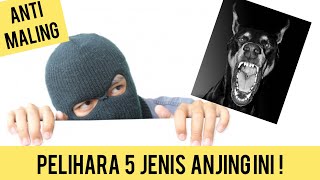 5 Jenis Anjing Pelindung Rumah Pengusir Maling