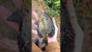 Monster Pan Fish out of Small River! #shorts #subscribe #river #fish #bluegill