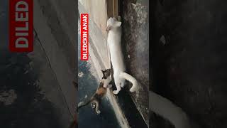 DILEDEKIN ANAK #shorts #kucing #kucingimut #kucinglucu #kucingkampung #viral #cats #istanalokajaya