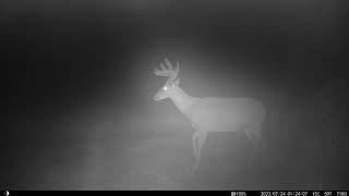 Trail Cam - lots of big bucks 2023