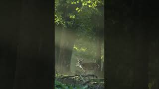 Een koude ochtend op de Veluwe.💚 #shorts #nature #deer