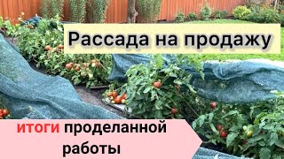 14. Рассада на продажу. Обзор выращенного урожая. Выводы.