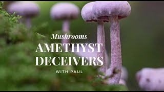 Amethyst Deceiver Mushroom Identification Made Easy! 🍄🔮