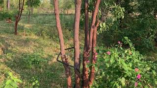 Grown Up Sandalwood Trees Without Pruning