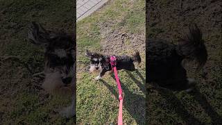 Miniature Schnauzer Understands "Look who's there"