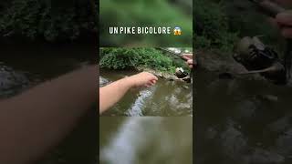 Un PIKE bicolore !