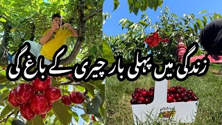 Canada Main Fruits Ka Baghaat | Pick your own Cherries 🍒